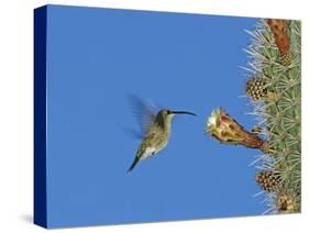 Female Antillean Mango, Feeding on Cactus Blossom, Bosque Estatal De Guanica, Puerto Rico-Rolf Nussbaumer-Stretched Canvas