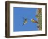 Female Antillean Mango, Feeding on Cactus Blossom, Bosque Estatal De Guanica, Puerto Rico-Rolf Nussbaumer-Framed Premium Photographic Print