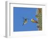 Female Antillean Mango, Feeding on Cactus Blossom, Bosque Estatal De Guanica, Puerto Rico-Rolf Nussbaumer-Framed Premium Photographic Print