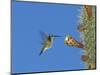 Female Antillean Mango, Feeding on Cactus Blossom, Bosque Estatal De Guanica, Puerto Rico-Rolf Nussbaumer-Mounted Premium Photographic Print