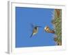 Female Antillean Mango, Feeding on Cactus Blossom, Bosque Estatal De Guanica, Puerto Rico-Rolf Nussbaumer-Framed Photographic Print