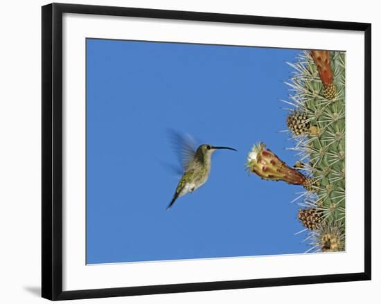 Female Antillean Mango, Feeding on Cactus Blossom, Bosque Estatal De Guanica, Puerto Rico-Rolf Nussbaumer-Framed Photographic Print