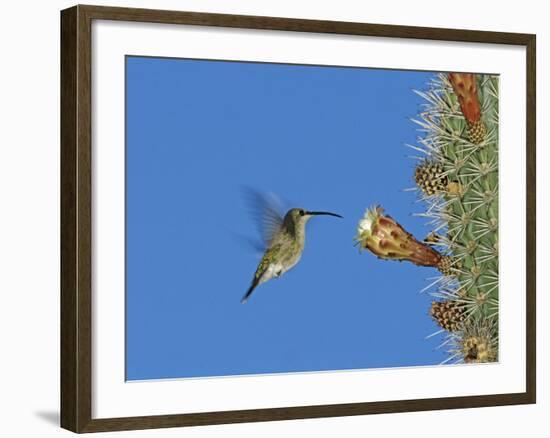 Female Antillean Mango, Feeding on Cactus Blossom, Bosque Estatal De Guanica, Puerto Rico-Rolf Nussbaumer-Framed Photographic Print