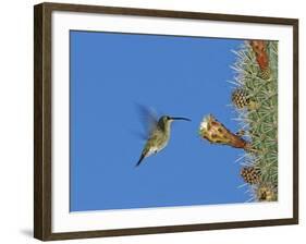 Female Antillean Mango, Feeding on Cactus Blossom, Bosque Estatal De Guanica, Puerto Rico-Rolf Nussbaumer-Framed Photographic Print