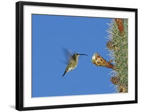 Female Antillean Mango, Feeding on Cactus Blossom, Bosque Estatal De Guanica, Puerto Rico-Rolf Nussbaumer-Framed Photographic Print