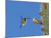 Female Antillean Mango, Feeding on Cactus Blossom, Bosque Estatal De Guanica, Puerto Rico-Rolf Nussbaumer-Mounted Photographic Print