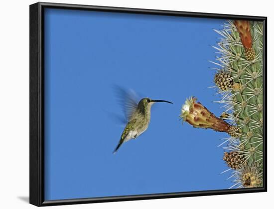 Female Antillean Mango, Feeding on Cactus Blossom, Bosque Estatal De Guanica, Puerto Rico-Rolf Nussbaumer-Framed Photographic Print