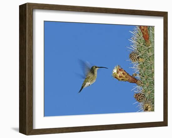 Female Antillean Mango, Feeding on Cactus Blossom, Bosque Estatal De Guanica, Puerto Rico-Rolf Nussbaumer-Framed Photographic Print