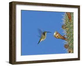 Female Antillean Mango, Feeding on Cactus Blossom, Bosque Estatal De Guanica, Puerto Rico-Rolf Nussbaumer-Framed Photographic Print