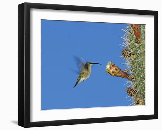 Female Antillean Mango, Feeding on Cactus Blossom, Bosque Estatal De Guanica, Puerto Rico-Rolf Nussbaumer-Framed Photographic Print