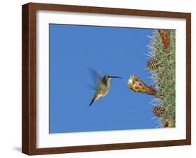 Female Antillean Mango, Feeding on Cactus Blossom, Bosque Estatal De Guanica, Puerto Rico-Rolf Nussbaumer-Framed Photographic Print