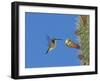 Female Antillean Mango, Feeding on Cactus Blossom, Bosque Estatal De Guanica, Puerto Rico-Rolf Nussbaumer-Framed Photographic Print