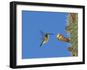 Female Antillean Mango, Feeding on Cactus Blossom, Bosque Estatal De Guanica, Puerto Rico-Rolf Nussbaumer-Framed Photographic Print