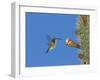 Female Antillean Mango, Feeding on Cactus Blossom, Bosque Estatal De Guanica, Puerto Rico-Rolf Nussbaumer-Framed Photographic Print