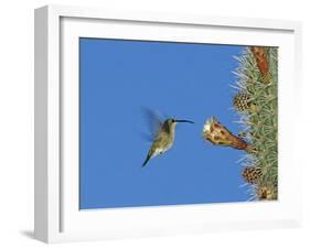 Female Antillean Mango, Feeding on Cactus Blossom, Bosque Estatal De Guanica, Puerto Rico-Rolf Nussbaumer-Framed Photographic Print