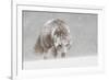 Female Arctic fox in snow, Hornstrandir, Iceland-Terry Whittaker-Framed Photographic Print