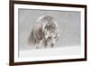 Female Arctic fox in snow, Hornstrandir, Iceland-Terry Whittaker-Framed Photographic Print