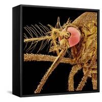 Female Asian Tiger Mosquito-Micro Discovery-Framed Stretched Canvas