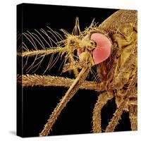 Female Asian Tiger Mosquito-Micro Discovery-Stretched Canvas