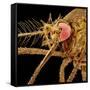 Female Asian Tiger Mosquito-Micro Discovery-Framed Stretched Canvas