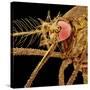 Female Asian Tiger Mosquito-Micro Discovery-Stretched Canvas