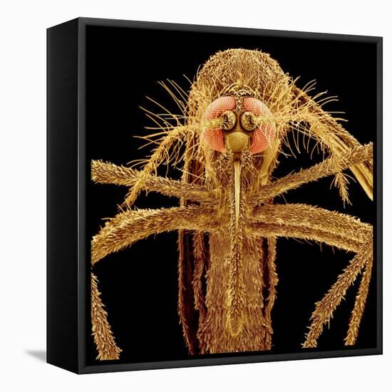 Female Asian Tiger Mosquito-Micro Discovery-Framed Stretched Canvas