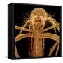 Female Asian Tiger Mosquito-Micro Discovery-Framed Stretched Canvas