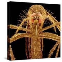Female Asian Tiger Mosquito-Micro Discovery-Stretched Canvas