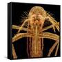 Female Asian Tiger Mosquito-Micro Discovery-Framed Stretched Canvas