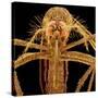 Female Asian Tiger Mosquito-Micro Discovery-Stretched Canvas