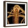 Female Asian Tiger Mosquito-Micro Discovery-Framed Photographic Print