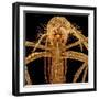 Female Asian Tiger Mosquito-Micro Discovery-Framed Photographic Print