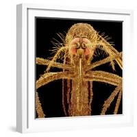 Female Asian Tiger Mosquito-Micro Discovery-Framed Photographic Print