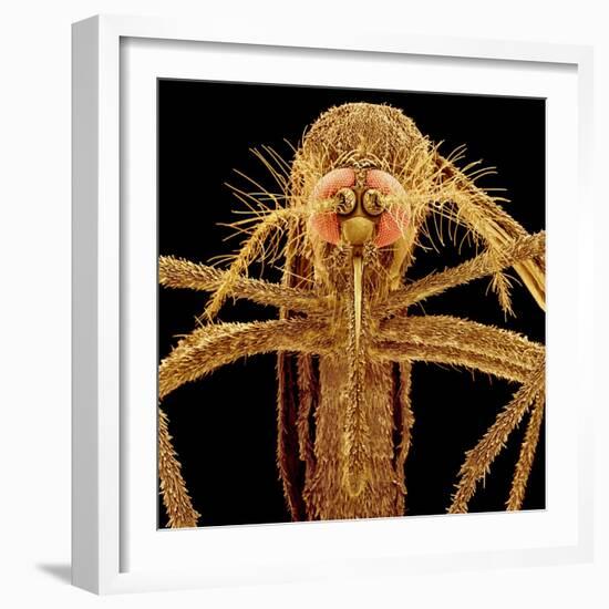 Female Asian Tiger Mosquito-Micro Discovery-Framed Photographic Print