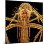 Female Asian Tiger Mosquito-Micro Discovery-Mounted Photographic Print