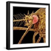 Female Asian Tiger Mosquito-Micro Discovery-Framed Photographic Print