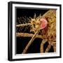 Female Asian Tiger Mosquito-Micro Discovery-Framed Photographic Print