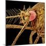 Female Asian Tiger Mosquito-Micro Discovery-Mounted Photographic Print