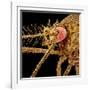 Female Asian Tiger Mosquito-Micro Discovery-Framed Photographic Print