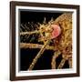 Female Asian Tiger Mosquito-Micro Discovery-Framed Photographic Print