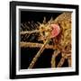 Female Asian Tiger Mosquito-Micro Discovery-Framed Photographic Print