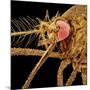 Female Asian Tiger Mosquito-Micro Discovery-Mounted Photographic Print