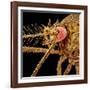 Female Asian Tiger Mosquito-Micro Discovery-Framed Photographic Print