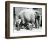 Female Asiatic Elephant 'Sundermalah' Having Her Feet Trimmed by Her Keepers at London Zoo, August-Frederick William Bond-Framed Giclee Print