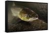 Female Atlantic Salmon (Salmo Salar) Migrating Up River, River Caldew, Cumbria, England, November-Linda Pitkin-Framed Stretched Canvas