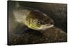 Female Atlantic Salmon (Salmo Salar) Migrating Up River, River Caldew, Cumbria, England, November-Linda Pitkin-Stretched Canvas