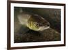 Female Atlantic Salmon (Salmo Salar) Migrating Up River, River Caldew, Cumbria, England, November-Linda Pitkin-Framed Photographic Print