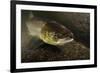 Female Atlantic Salmon (Salmo Salar) Migrating Up River, River Caldew, Cumbria, England, November-Linda Pitkin-Framed Photographic Print