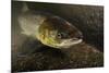 Female Atlantic Salmon (Salmo Salar) Migrating Up River, River Caldew, Cumbria, England, November-Linda Pitkin-Mounted Photographic Print