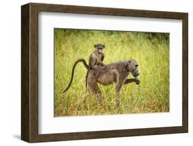 Female Baboon carrying her baby, Makuleke Contractual Park, Kruger National Park-Ben Pipe-Framed Photographic Print